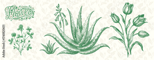 Green Engraved Botanical Illustration of Aloe and Tulip Plants