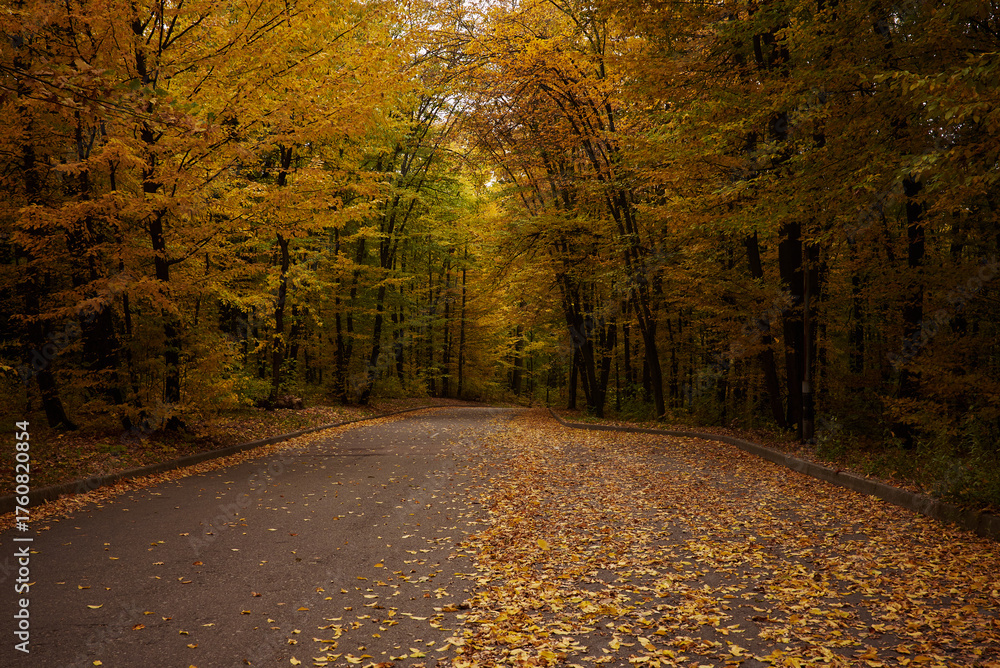 Fototapeta premium Autumn road in the forest. Autumn landscape with a road in the forest