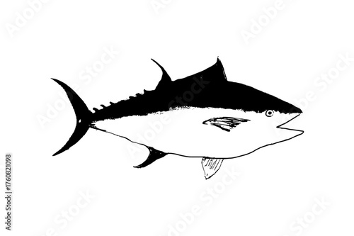 tuna fish vector illustration
