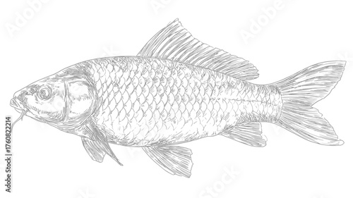 Realistic hand-drawn carp fish sketch, intricate monochrome drawing, aquatic animal illustration