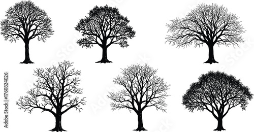 Bare tree silhouettes, leafless deciduous trees, winter branches, seasonal nature elements, botanical illustration, black vector trees, isolated forest design