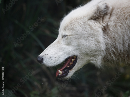 An Arctic wolf in profile