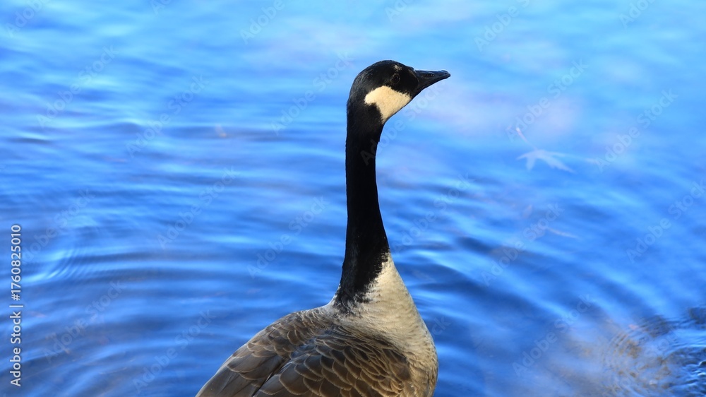 Obraz premium Canada goose(カナダ雁)