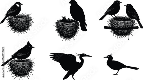 Bird silhouette, nest behavior, flying bird, perched bird, crest bird, nature scene, wildlife vector, black shape, animal illustration, Adobe Stock