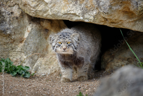 A Pallas Cat emerging from it's rock den, looking directly ahead.