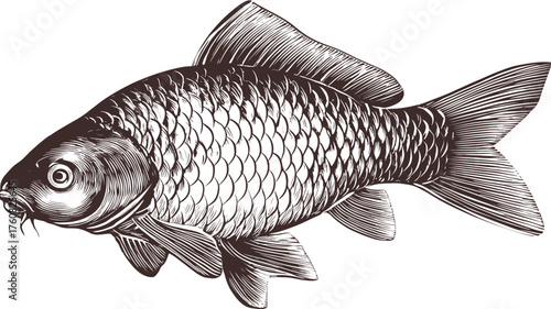 Vintage fish illustration, hand drawn engraving style, aquatic animal art, detailed scales texture, classic design element