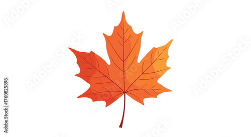 An autumn maple leaf on a white background.