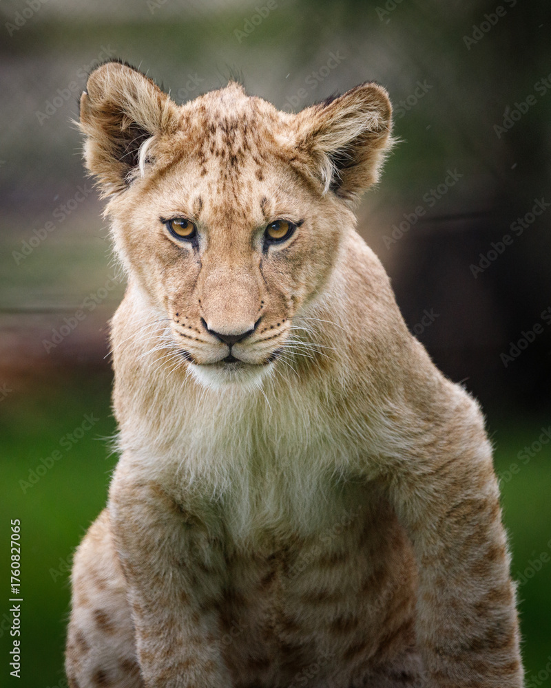 Fototapeta premium A lion cub climbing on a tree stump looking straight ahead.
