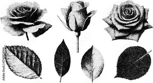 Black rose illustrations in a vintage hand-drawn style. Detailed vector set of flowers and leaves, created for illustration and design purposes.