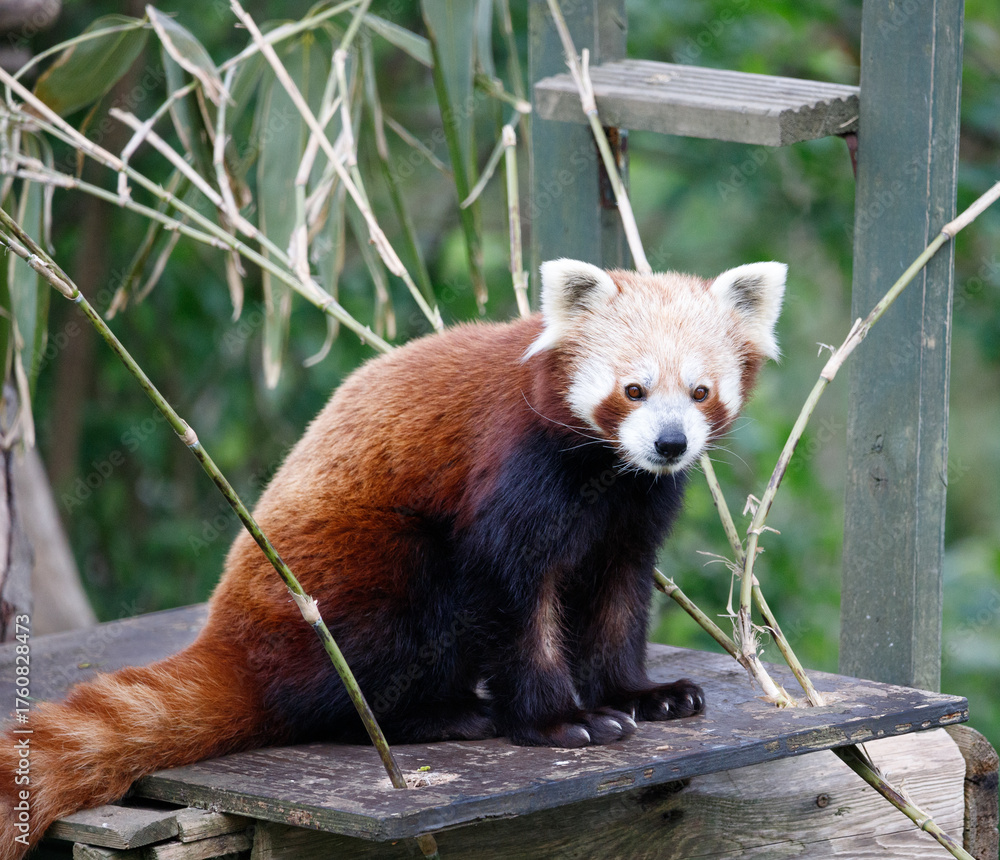Obraz premium A Red Panda sitting on a platform.