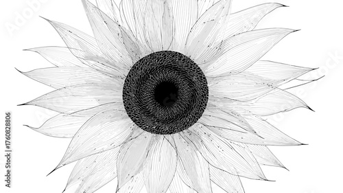 Minimalist black and white sunflower illustration with delicate, translucent petals. Abstract botanical line art for graphic design.