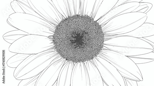 Elegant black and white line art illustration of a detailed daisy-like flower, hand-drawn botanical sketch, minimalist nature drawing