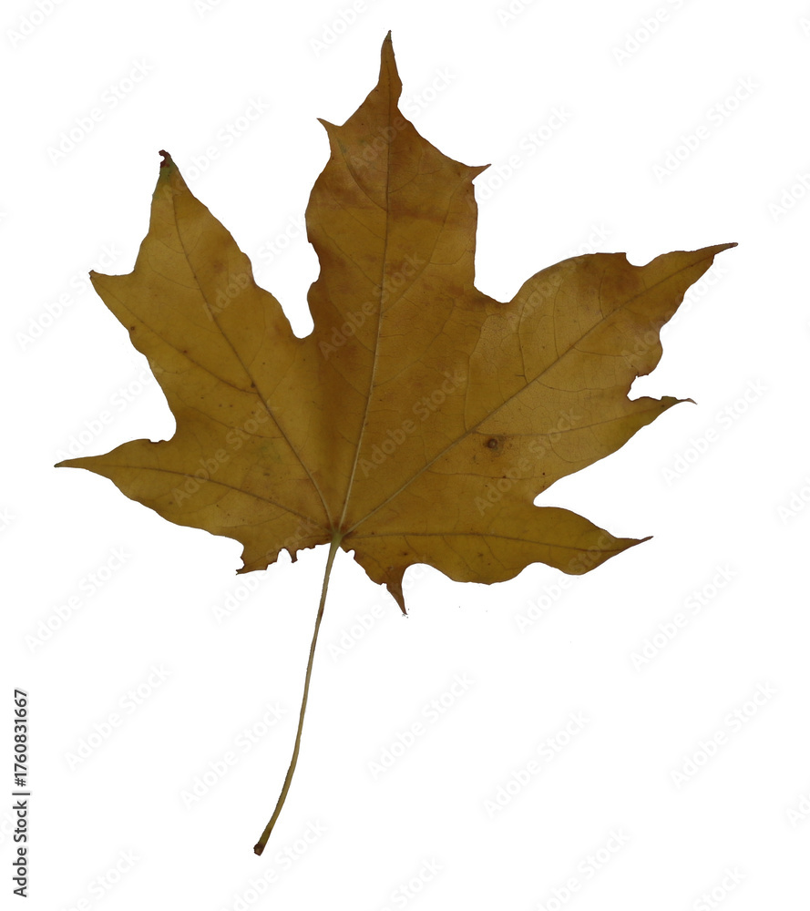 Obraz premium maple leaf on a transparent background