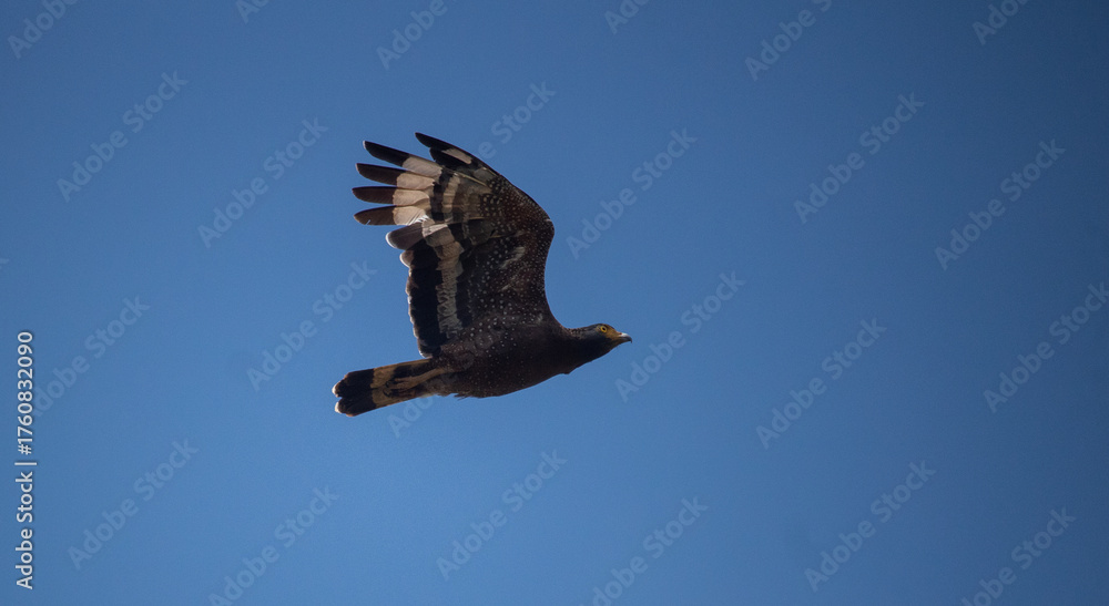 Obraz premium Crested Serpent Eagle (Spilornis cheela)