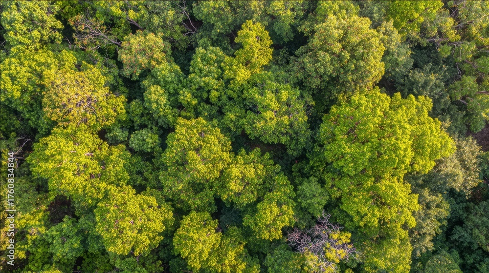 Naklejka premium arboreal. Aerial view of a lush green forest canopy under natural sunlight, radiating tranquility and beauty. travel magazines, destination branding, designed for outdoor magazines and nature guides. 