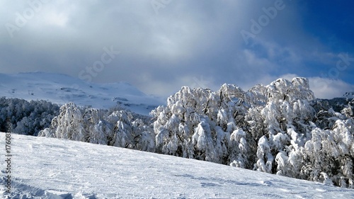 snowy meadows and woods climbing from Prato Spilla to Mount Bocco on the Parma Apennines