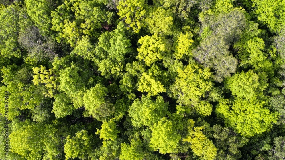 Fototapeta premium arboreal. Aerial view of a lush green forest canopy under natural sunlight, radiating tranquility and beauty. travel magazines, destination branding, designed for outdoor magazines and nature guides. 