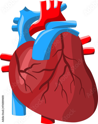 Heart anatomy with vibrant red and blue colors, perfect for medical illustrations, educational materials, or healthcarerelated designs.