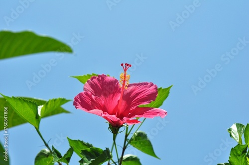 Bright Pink Hibiscus Flower Blooming Against Clear Blue Sky