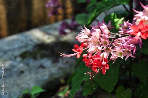 Beautiful Red and Pink Clerodendrum Flowers in Sunlight