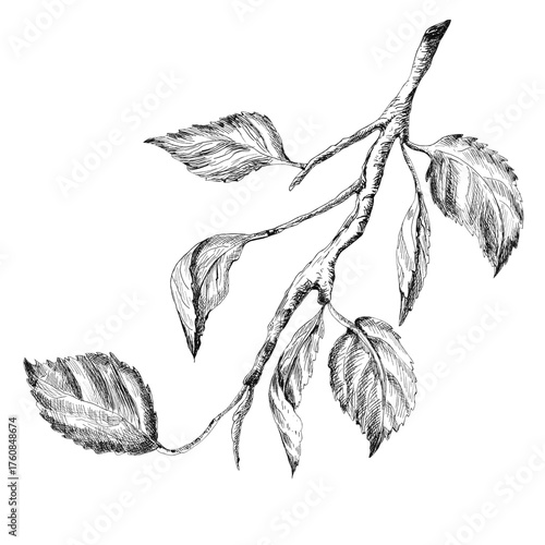An ink drawing of apple tree branch with leaves. Fruit garden clipart. Floral clipart. Black and white drawing. Line art. Hand-drawn ink illustration for fruit garden design, scrapbooking, packaging
