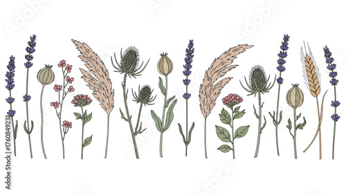 A hand-drawn botanical set of various dried flowers, herbs, and grasses like lavender and poppy