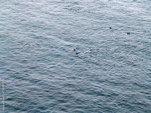 Fotografie Aerial view of common dolphins feeding above huge dragnet in Donegal Bay, Irelan