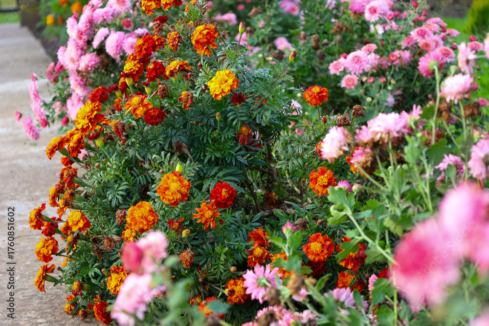 Obraz premium ​The contrasting combination of bright orange and red marigolds with delicate pink chrysanthemums creates a rich palette for an autumn flower bed.