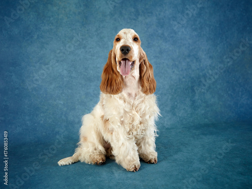 Portrait of a purebred English Cocker Spaniel puppy. The dog is sitting and looking into the camera. He is a orange roan. He is 7 months old. There is a beautiful background.