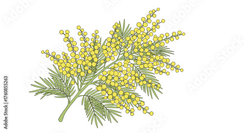 A delicate sprig of yellow mimosa flowers.