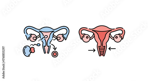Graphical depiction of the female reproductive system and its biological processes anatomy