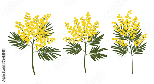 Sprigs of fluffy yellow acacia flowers with green leaves.