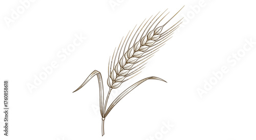 Botanical illustration showcasing a detailed ear of wheat with slender leaves isolated on white