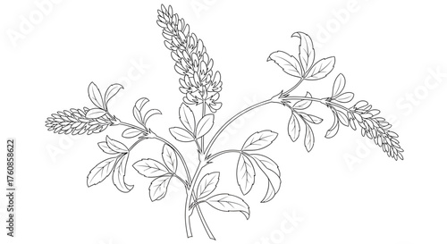 Botanical illustration of a sweet clover plant featuring delicate leaves and floral arrangement