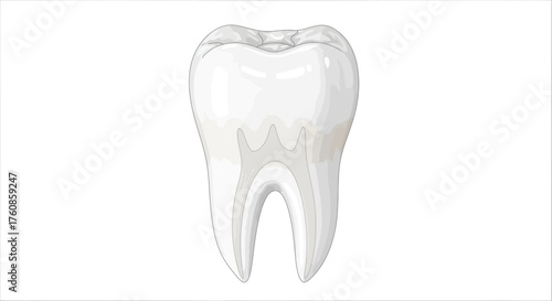 Detailed molar illustration emphasizing dental anatomy and structure for educational purposes