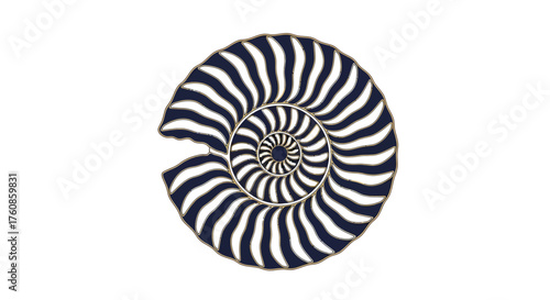 Geometric abstraction, nautilus shell section, spiral art in navy and white shades a captivating