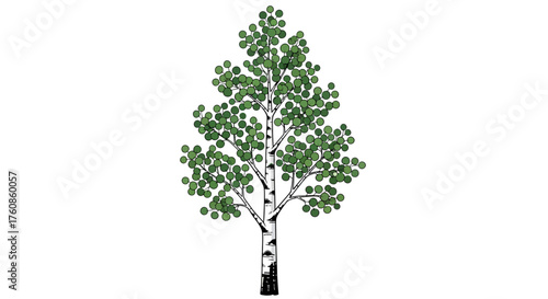 Minimalist birch tree illustration with delicate green foliage and classic white bark design