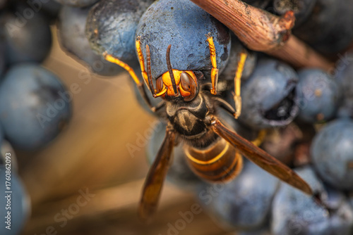 A close-up, macro shot capturing the destructive feeding behavior of an invasive Asian hornet (Vespa velutina nigrithorax) as it pierces and consumes a dark, ripe grape on the vine in a vineyard.