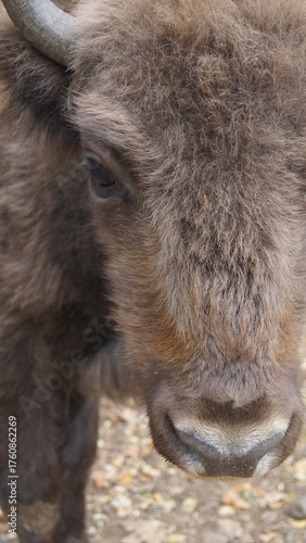 Close Up Portrait of a Wisent.s Face