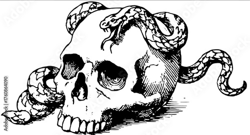 Skull with snake entwined, illustrated in vintage outline art style. This monochrome vector illustration emphasizes dark and mysterious themes.