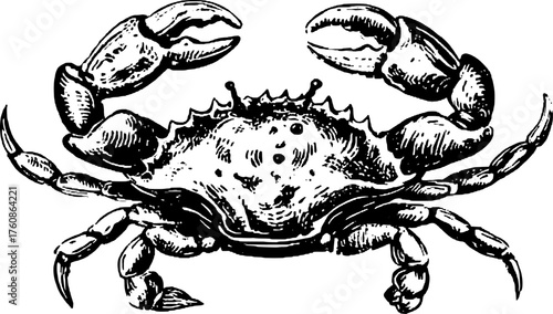 Vintage crab engraving in detailed line art style. A classic vector illustration representing a coastal creature set.