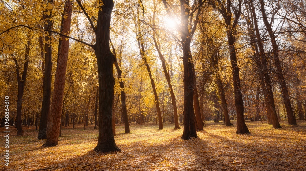 Naklejka premium Serene autumn forest sunlit yellow and orange trees with golden leaves and gentle sunlight