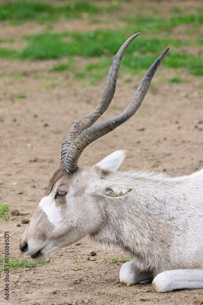 Fototapeta premium Portrait of Mendes antelope (Addax nasomaculatus) in Zoo of Oradea in Romania. This animal originartes from Sahara desert and is critically endangered.