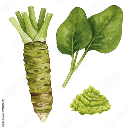 Watercolor-style wasabi illustration