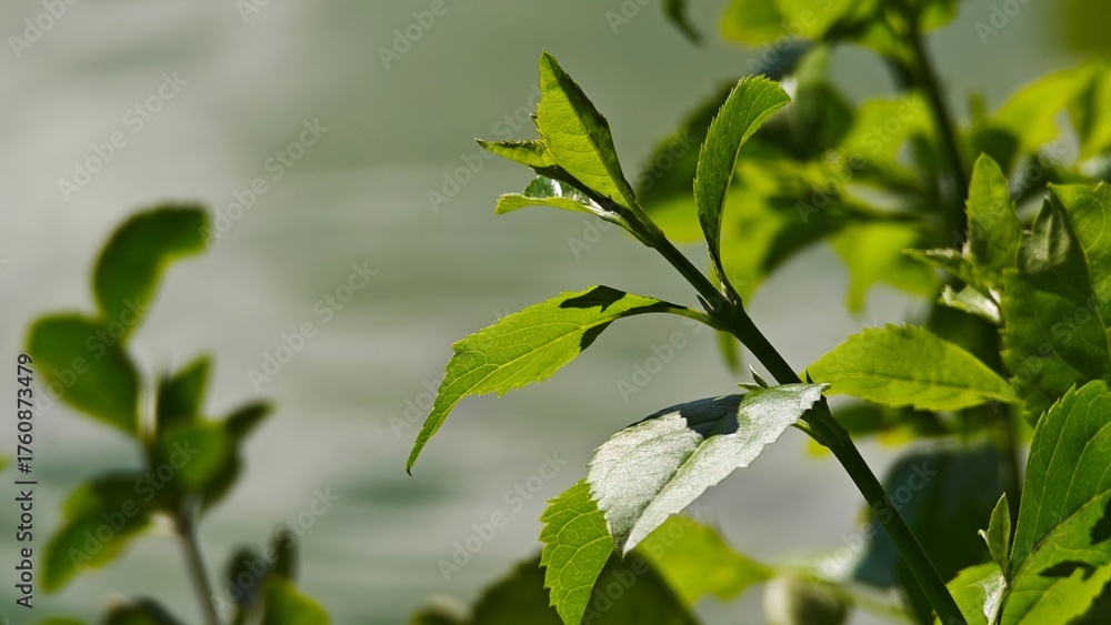Obraz premium green leaves on the tree
