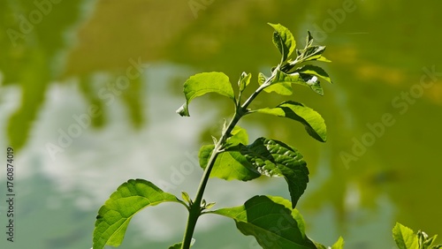 green leaves of a tree, beside the lake.