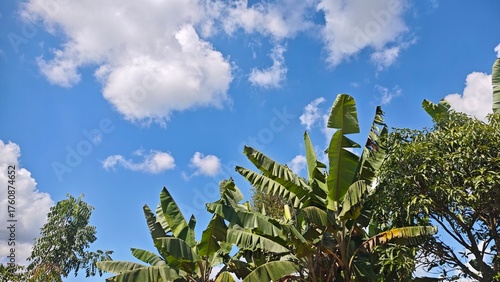 sky and banana tree