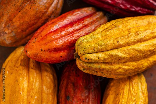 Peruvian cacao cultivated by native communities of Alto Mayo in the high jungle, cacao from the Amazonian cloud forests