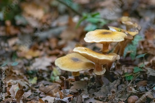 close up of honey fungus armillaria mellea