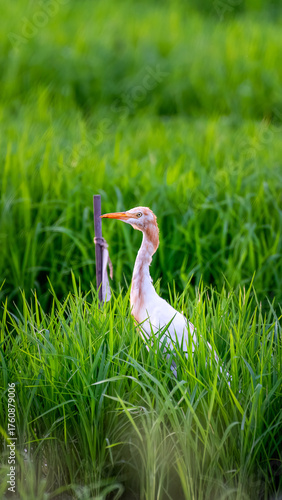 An egret stands in the middle of a rice field.